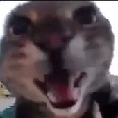 maow
