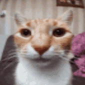 Avatar for Dan173682
