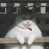 FAT CAT JAM.jpg