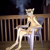 Tikigato 的头像