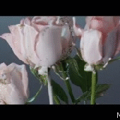 IMFArmenianHoD 的头像