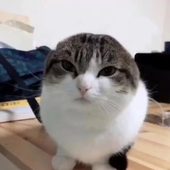 Vitogsp 的头像