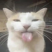 golddfishh 的头像