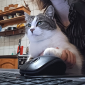 n0puter 的头像