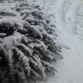 Winter (2014)