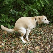 dogs-poop.jpg