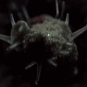 The Eel (2004)
