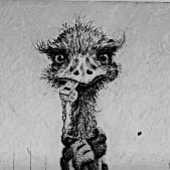 CoachEmu 的头像