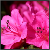 Avatar for viviane212