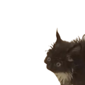 Avatar for HemlockT8
