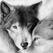 Avatar di Grey_Wind
