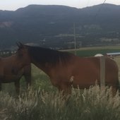 Henry Horse