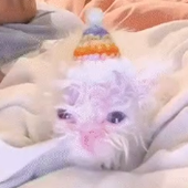 anxiavirgil 的头像