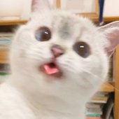 wholesome cat.jpg
