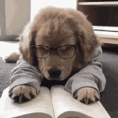 Stray_Puppy 的头像