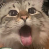 dopaminecreamed 的头像