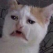 Poraaaaaaaa 的头像