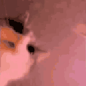 zMrFox 的头像