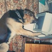 dog~2.jpg
