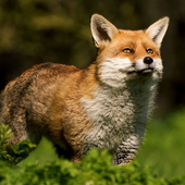 Avatar di F-FOXA-F