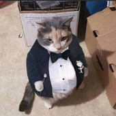 Pipaillon 的头像