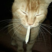 Koahh_ 的头像
