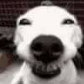 pedroolivsz 的头像