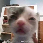 popsmif 的头像