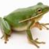 Avatar for frogfrogfrog1