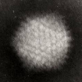Avatar for Bacteriargh