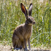 Avatar für IRDrunkenRabbit