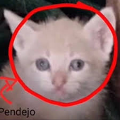 semevyo 的头像