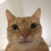 sn0w_Le0pxrd 的头像