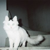 Lapin Kulta - Single