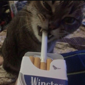cigcat.PNG