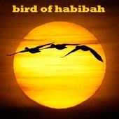 bird of habibah 3