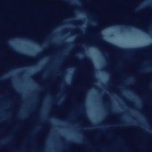 Ammothea / Misertus