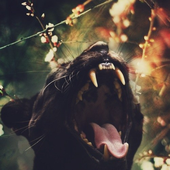 Avatar for Saveyourhead