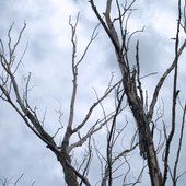 deadtree
