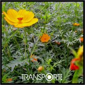 Transporte