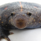Xavthefrog 的头像