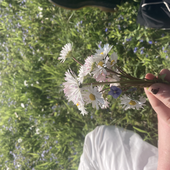 ohcinnamon 的头像