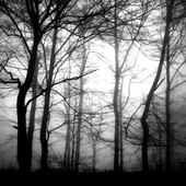 Grey Skies