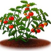 Avatar di Tomatplanta