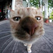 Avatar for Hoerrnchen