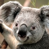 koala-windows-7-vista-and-xp-picks-27753235-1024-768.jpg