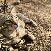 Avatar for PreetiDhara