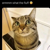 cattoer5 的头像