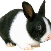 Avatar di rickytherabbit