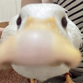 aaronkusnier 的头像